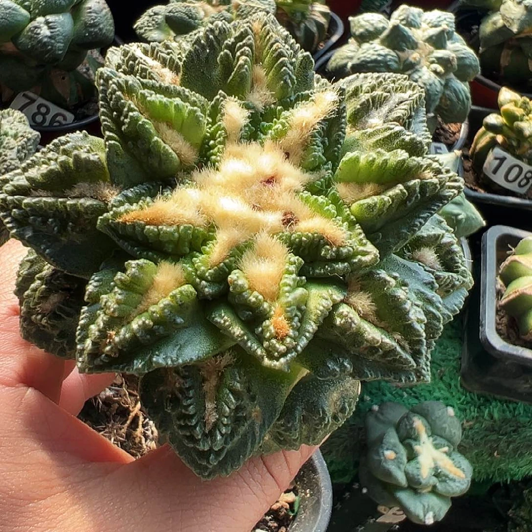 无花朵隔尤猫眼辛顿牡丹958