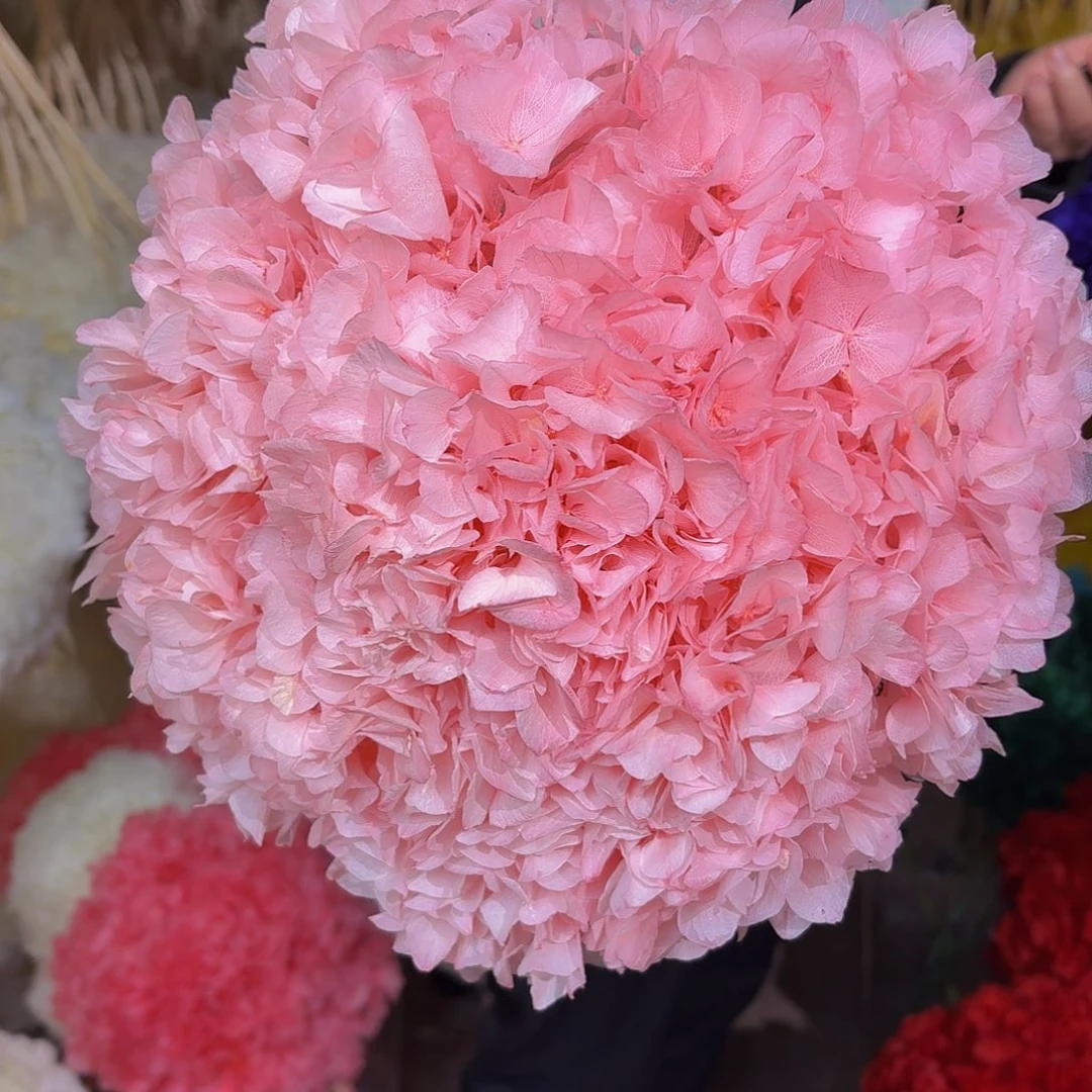 永生大叶绣球1枝 樱花粉