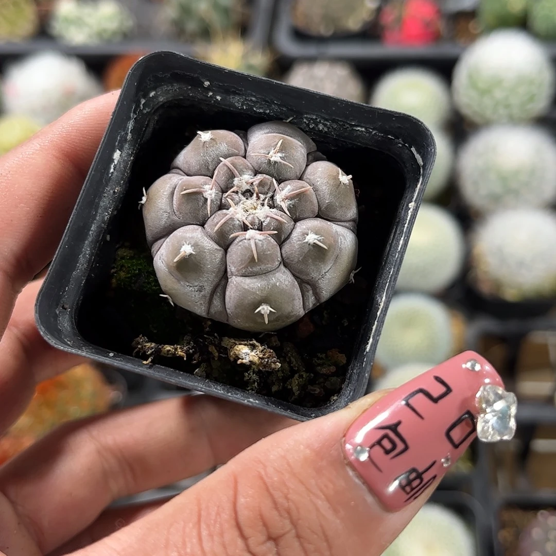 铅皮兜单头发货单头发