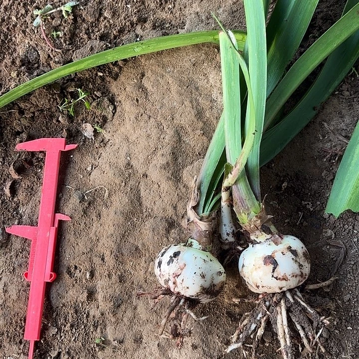 完全开放女王，6.5厘米左右