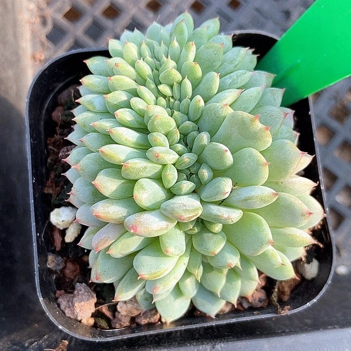 多肉植物白胖子缀971