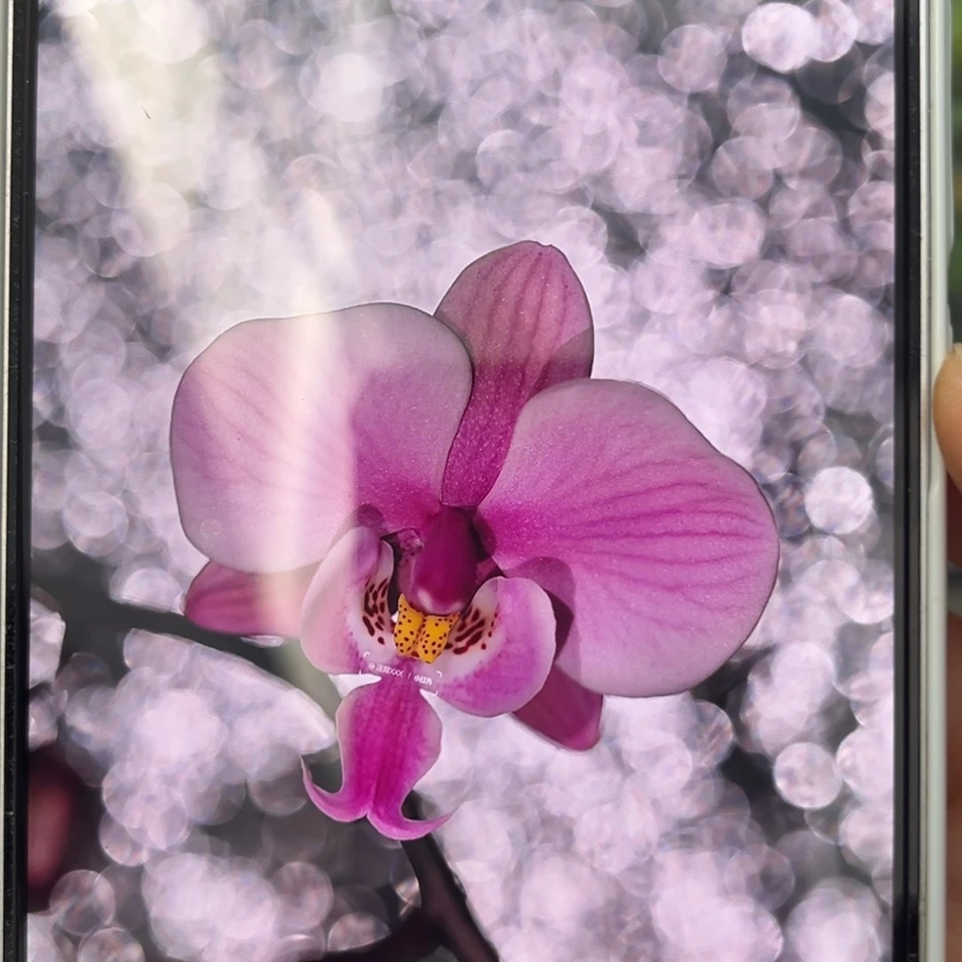 无花朵1.7寸606苗