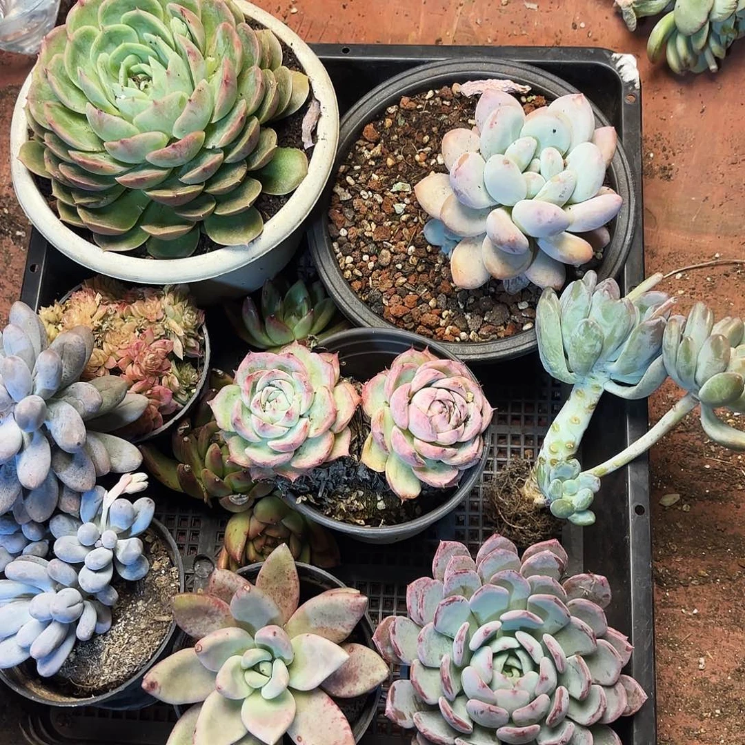 多肉植物宽拍135号