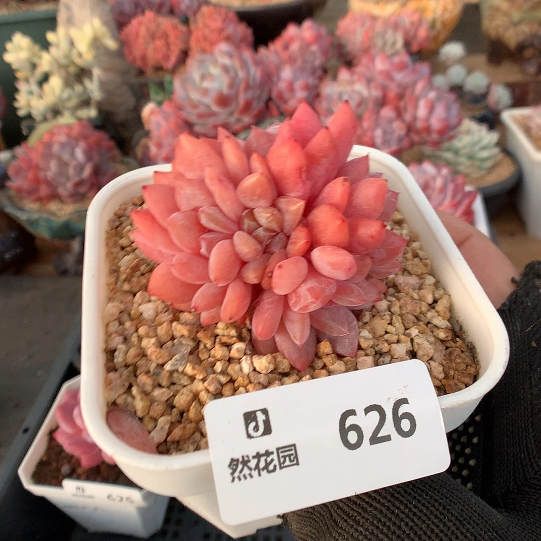 626雪天使多肉植物6666