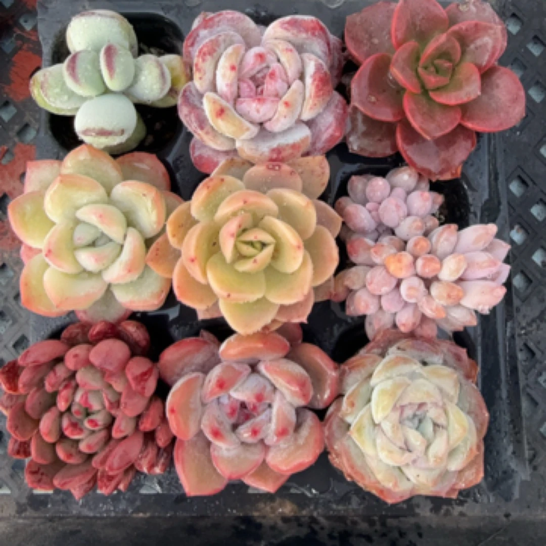 【满9.9包邮】穴盘9颗小精灵套餐3-4cm带托盘多肉植物