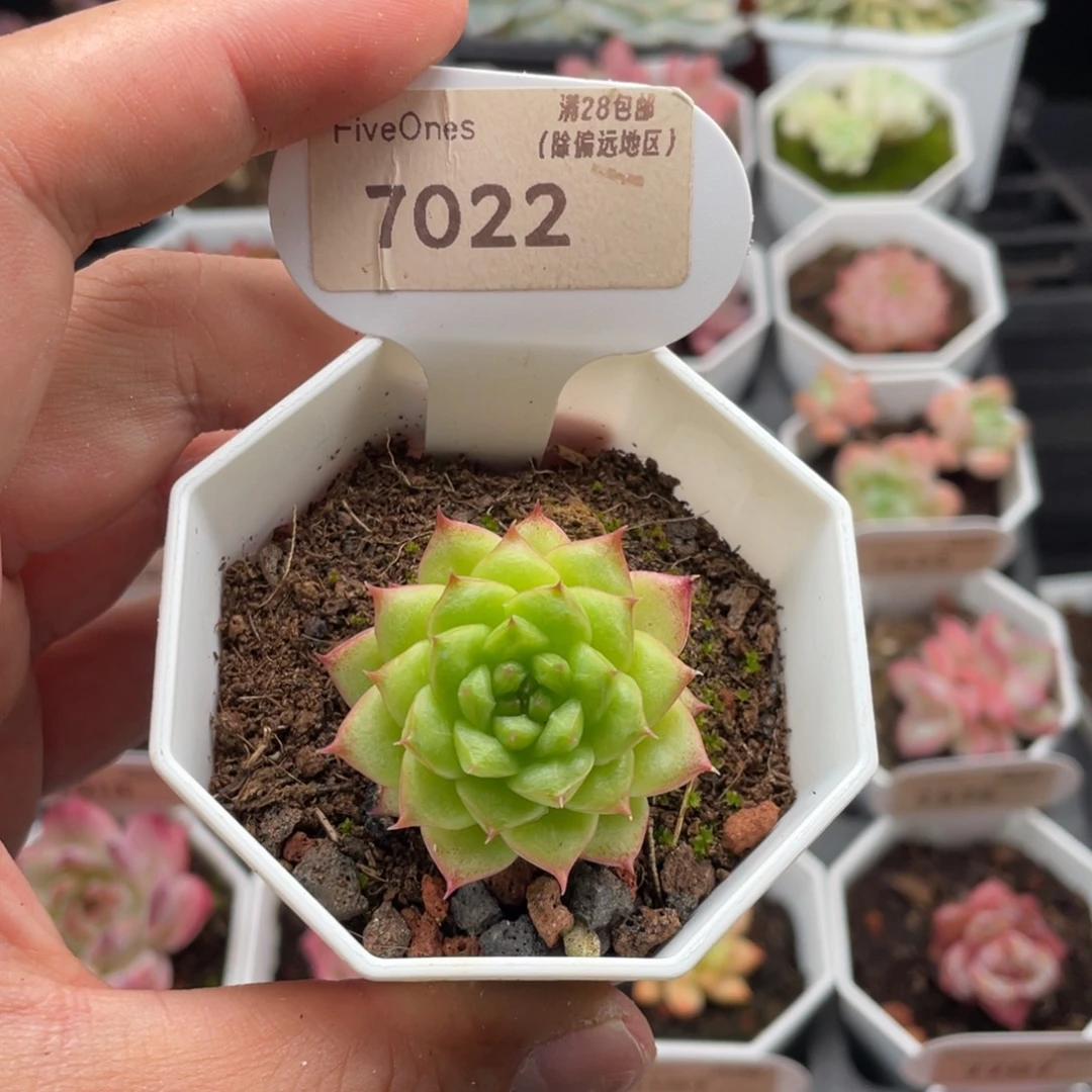 绿水鬼7022-4厘米