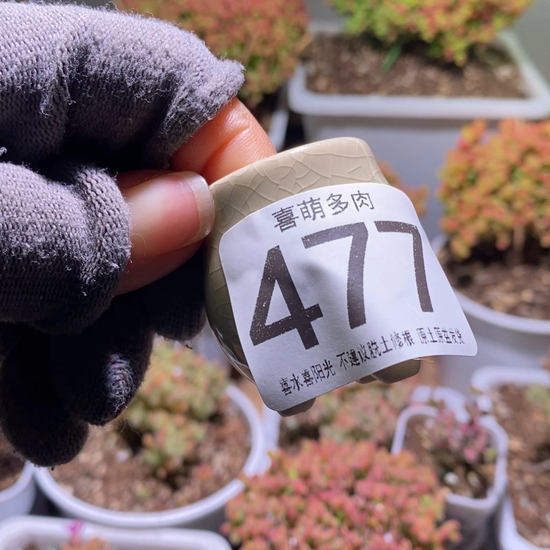 猫*盆枝干番杏477