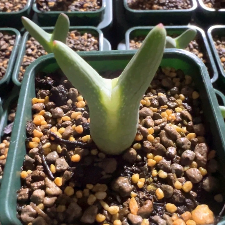 b***u214。 优选尖儿皮卡丘