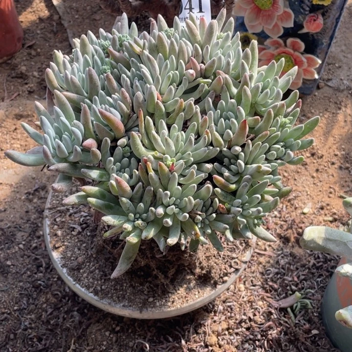 41号雪花多肉植物