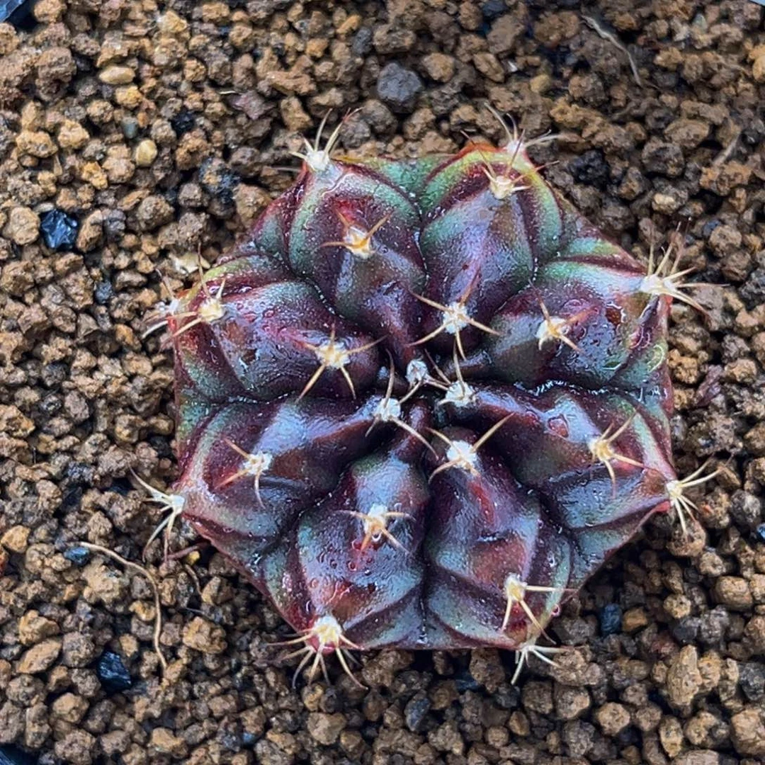 波斯公主 米哈仙人球