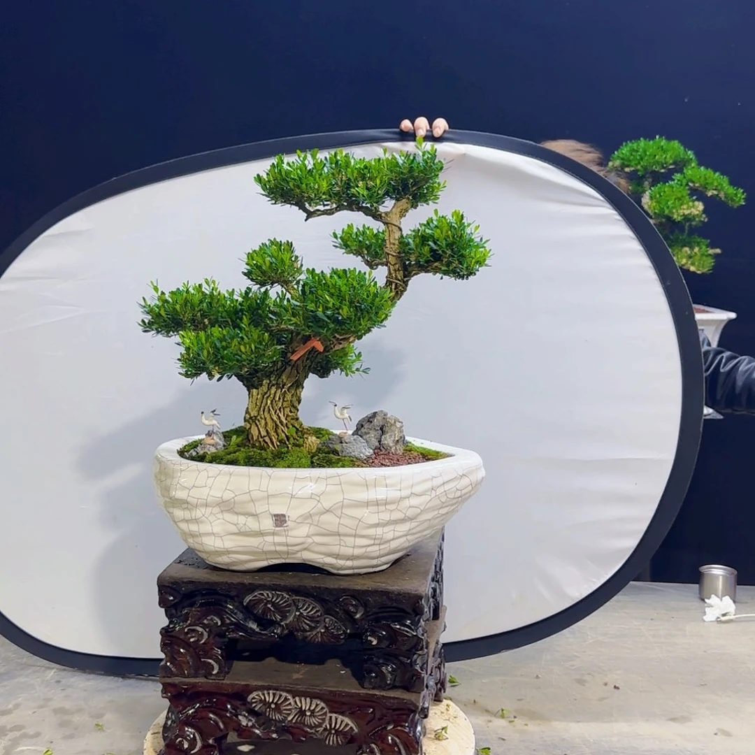 高端黄杨盆景艺术