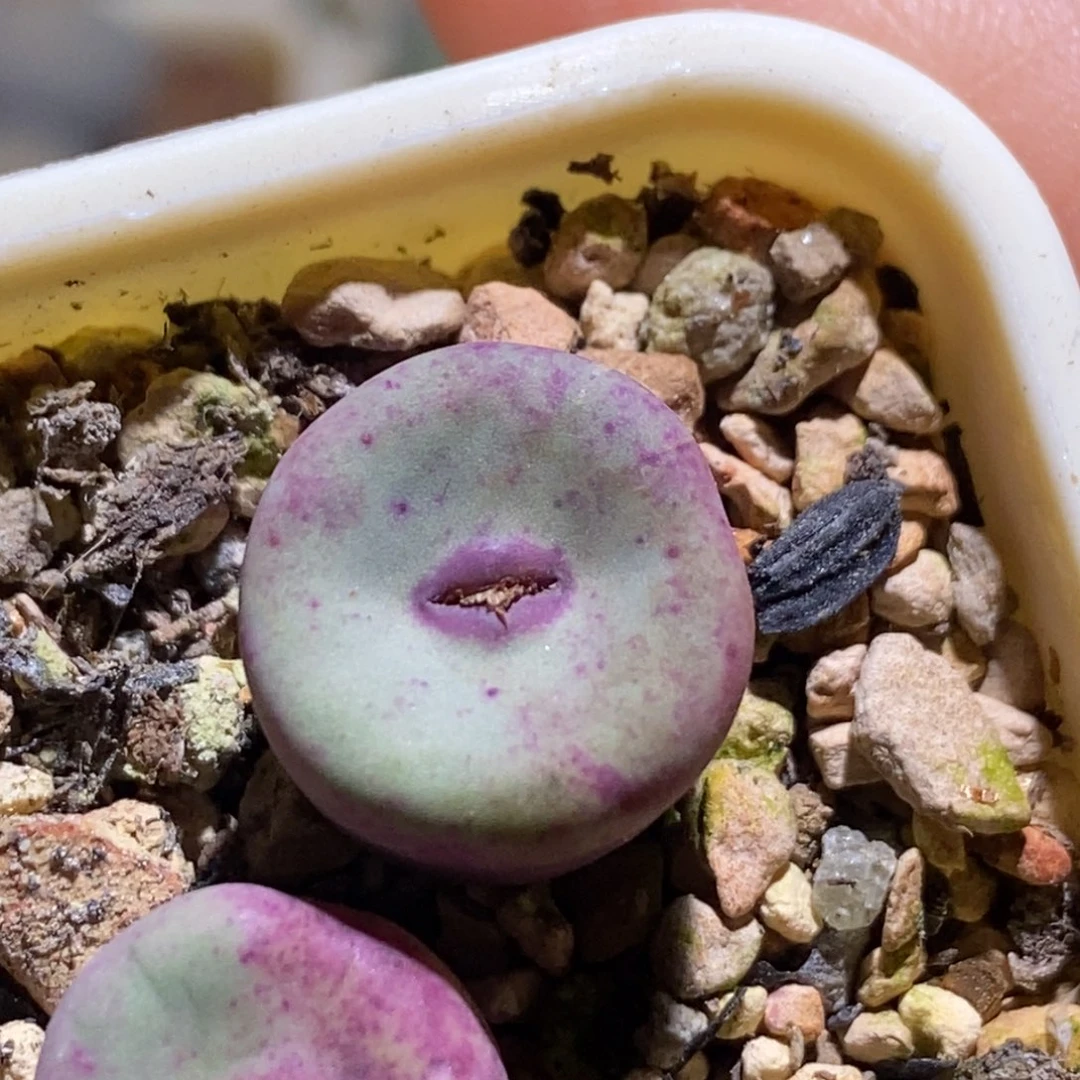 贝特芬小红嘴贝特芬小红嘴