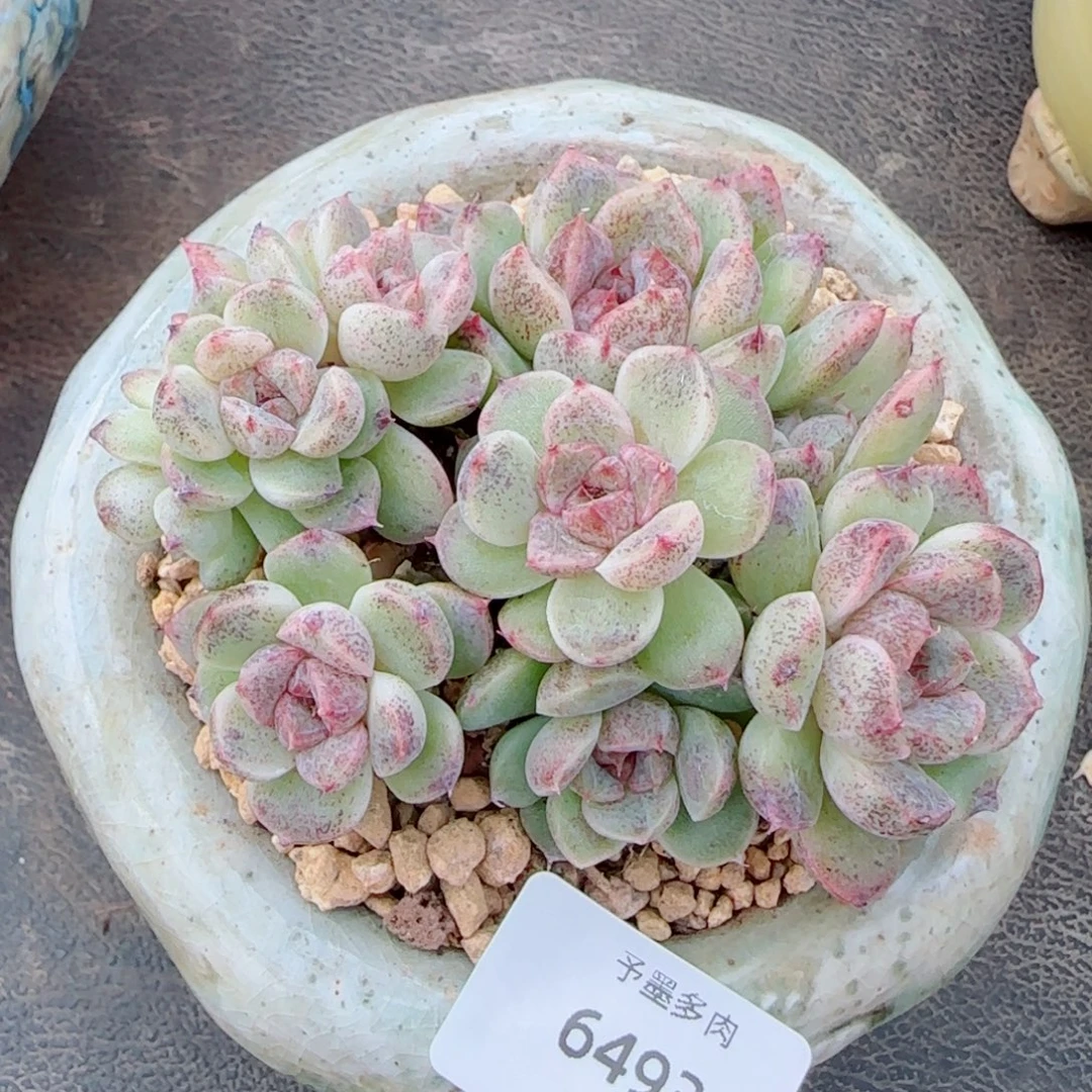 长杆赤水晶，6493多肉植物