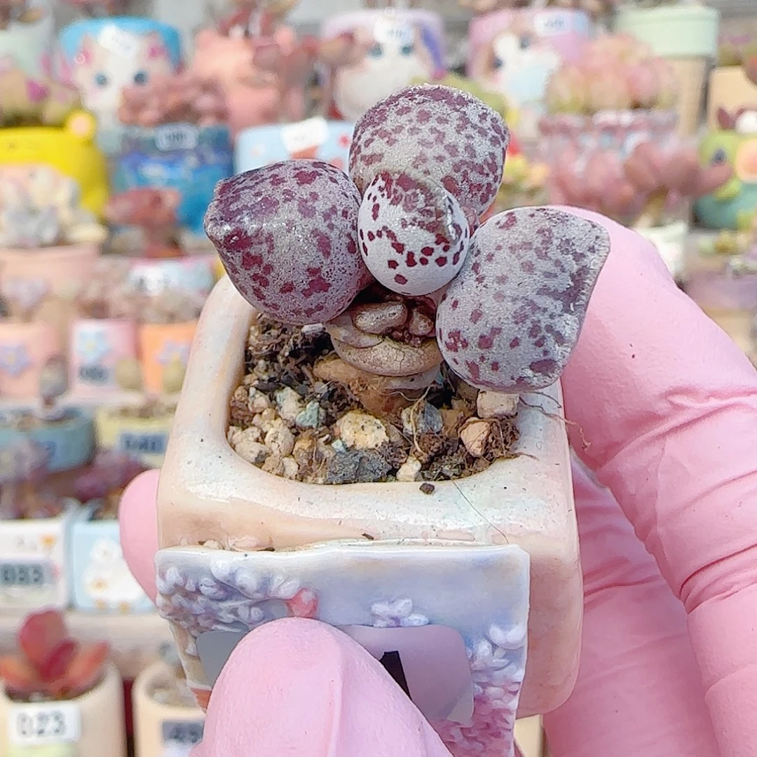 L 猫耳海豹 盆口2.5cm