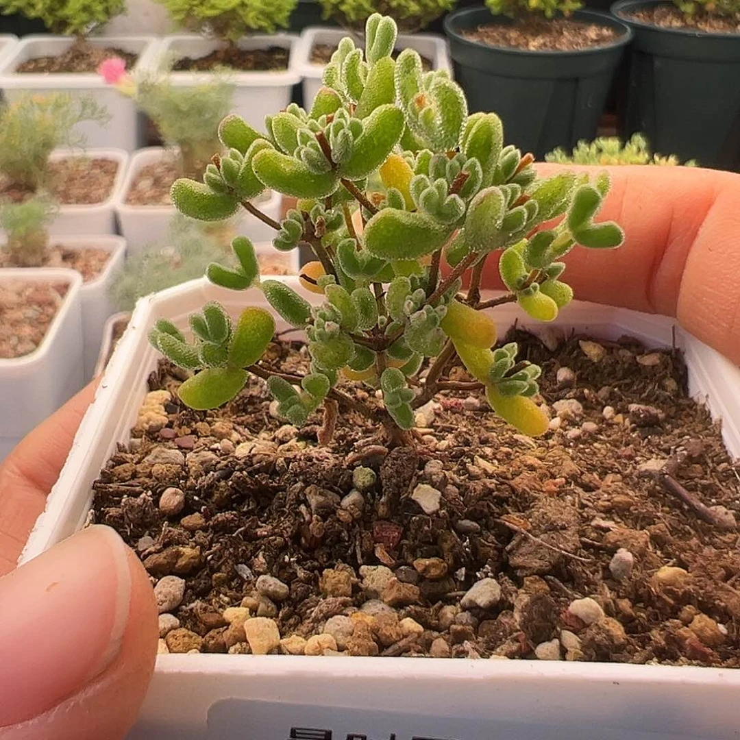 540号月曲11.11多肉