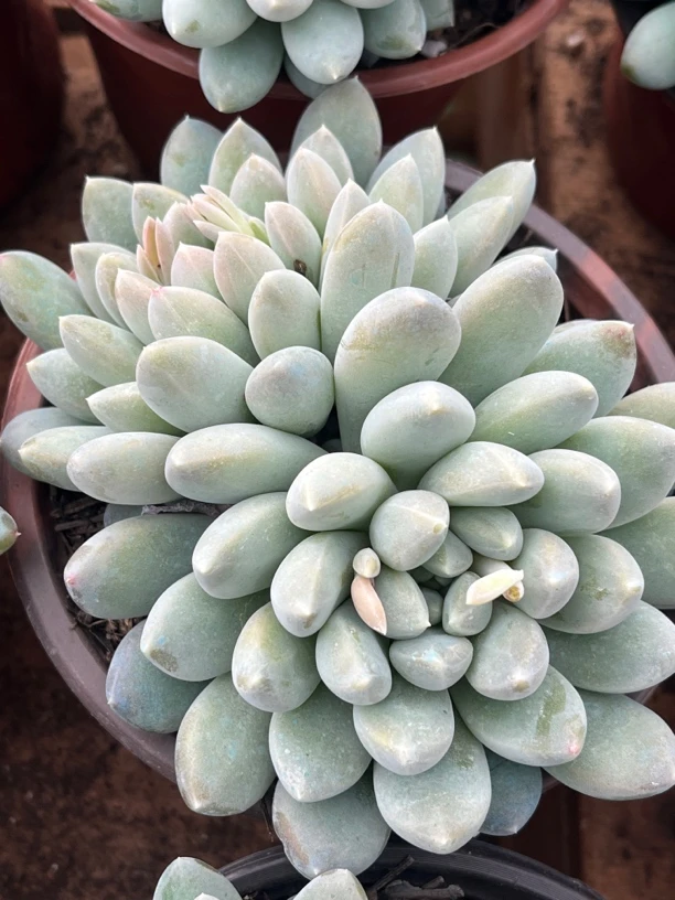 全场满15包邮 香所美人双头10厘米，脱土发货