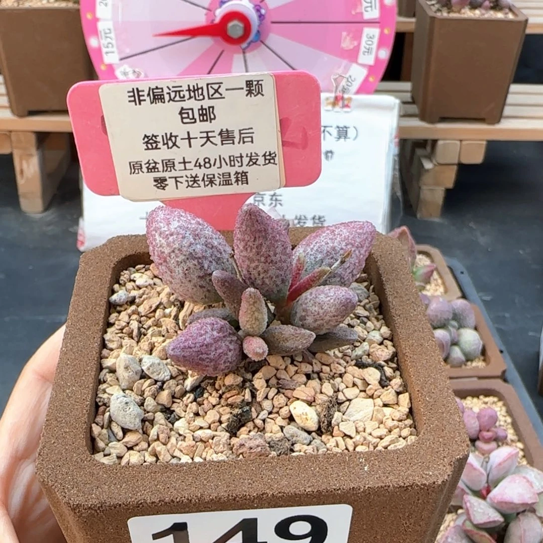 149猪尾巴多肉植物