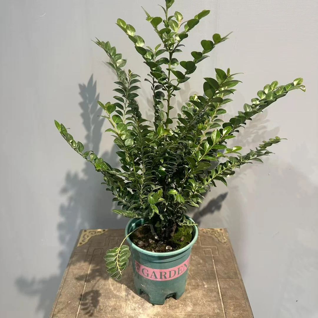 【红芽黑骨茶】紫檀好养绿植盆栽盆景