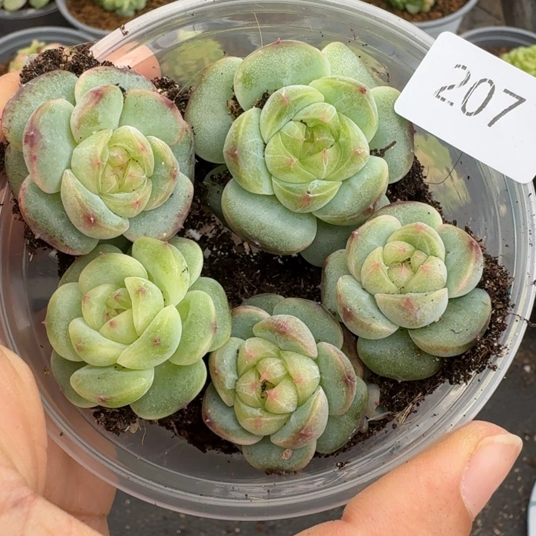 一物一拍一物一拍1030-207