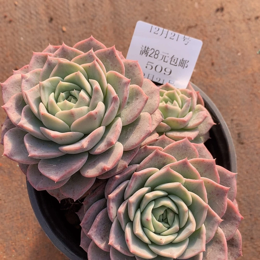 【闪购商品】云509号