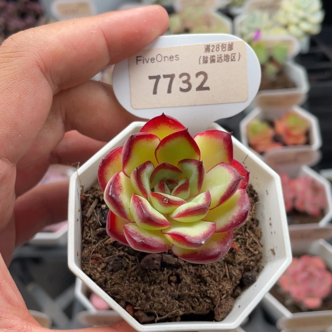 肉酱玫瑰7732-4厘米
