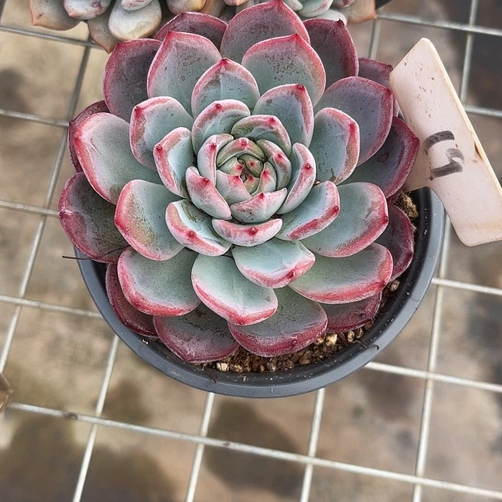 两单包邮，一物一拍，红鸾19