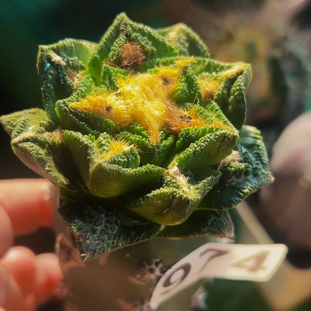 无花朵福利隔尤辛顿牡丹974