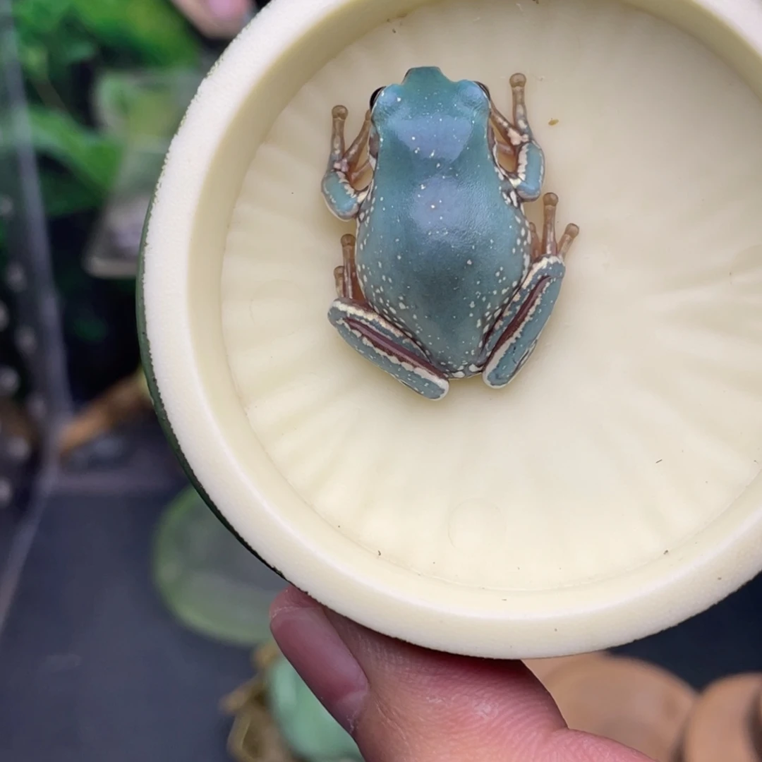 老爷树蛙13号海蓝金腿