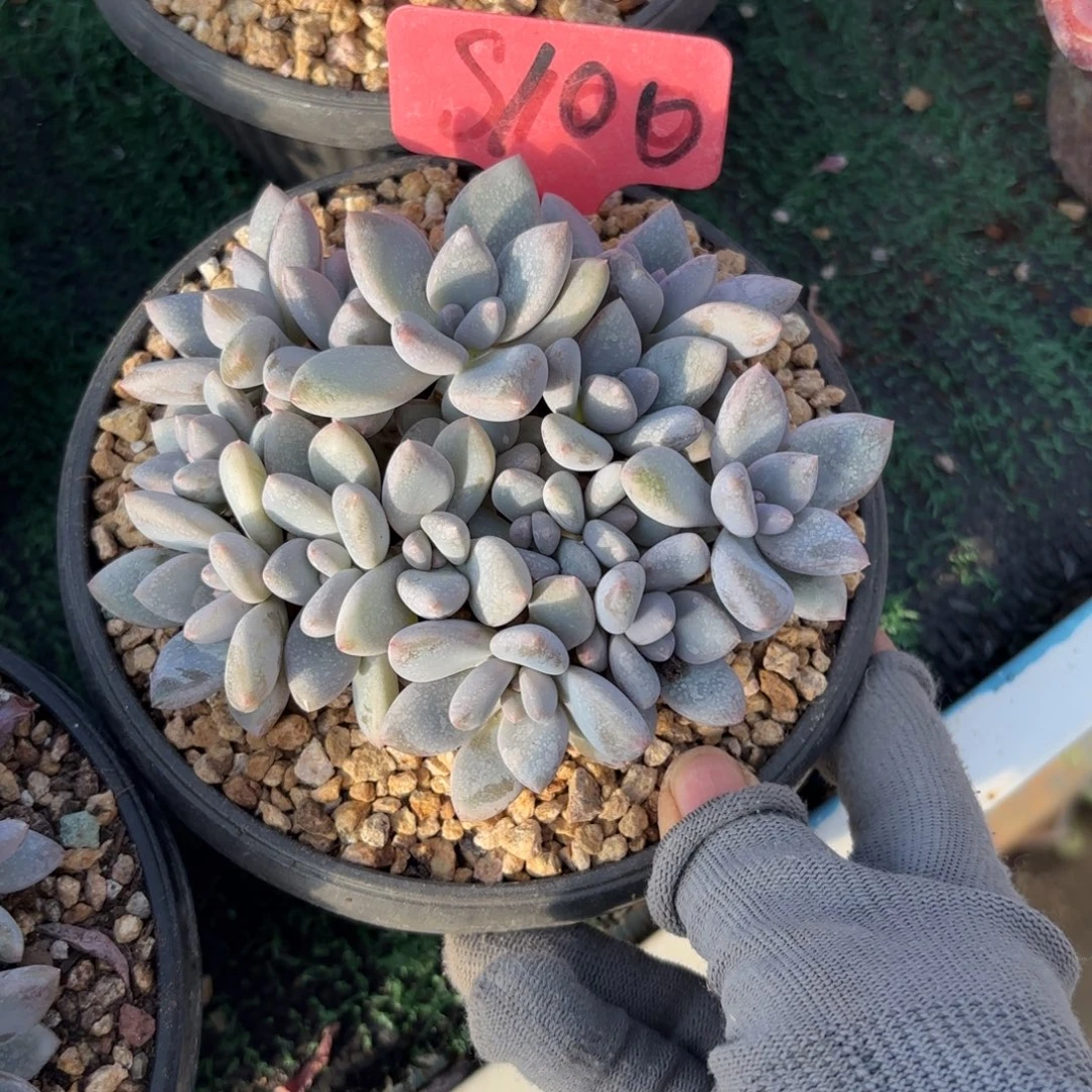 可***瓜100fghjjjkkkkkkkkkkkk