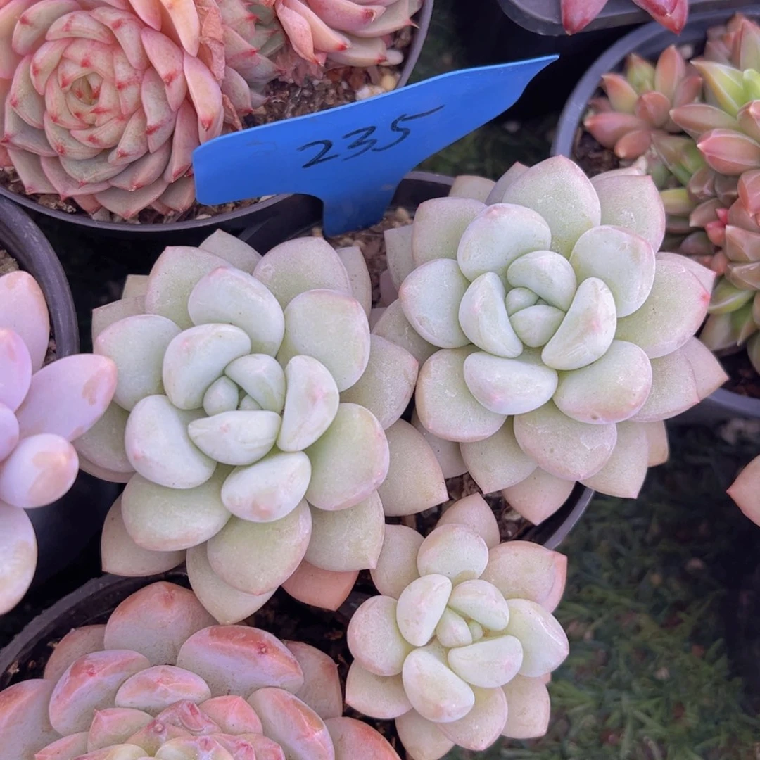 香玉的故事是一个人的故事