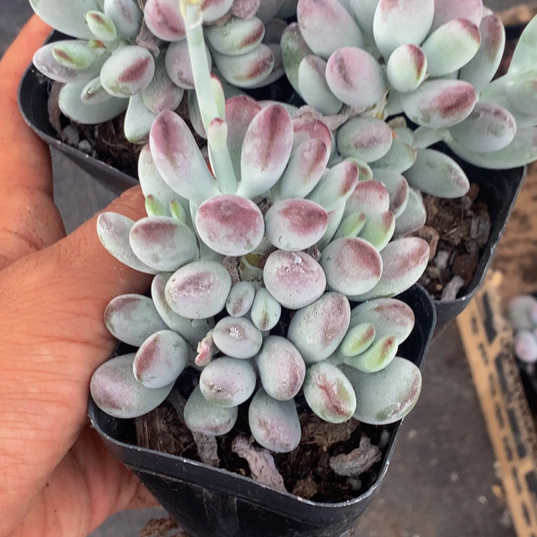 乒乓福娘。（满9.99包邮不满9.99发叶子）