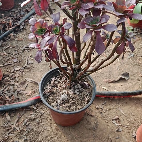 忆江南加急发货33