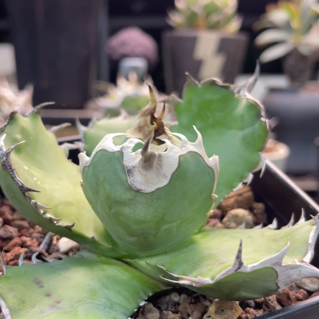 野二蛋蛋耶葉3333333333333