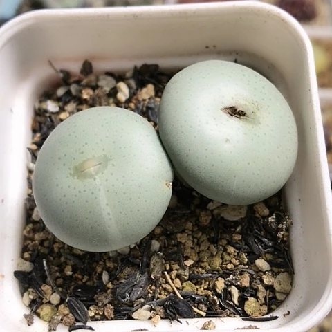 多肉肉锥 超级大饼锦