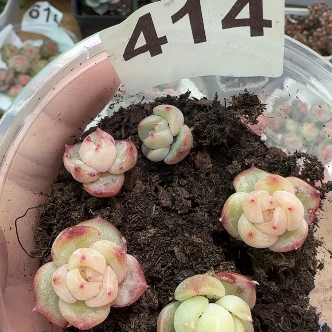 414号珍妮一盒5颗