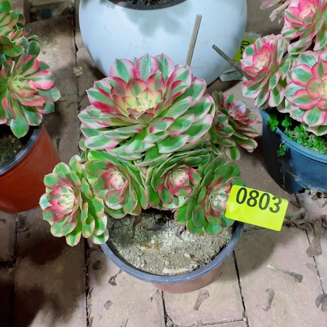 荔枝小颗多肉植物803