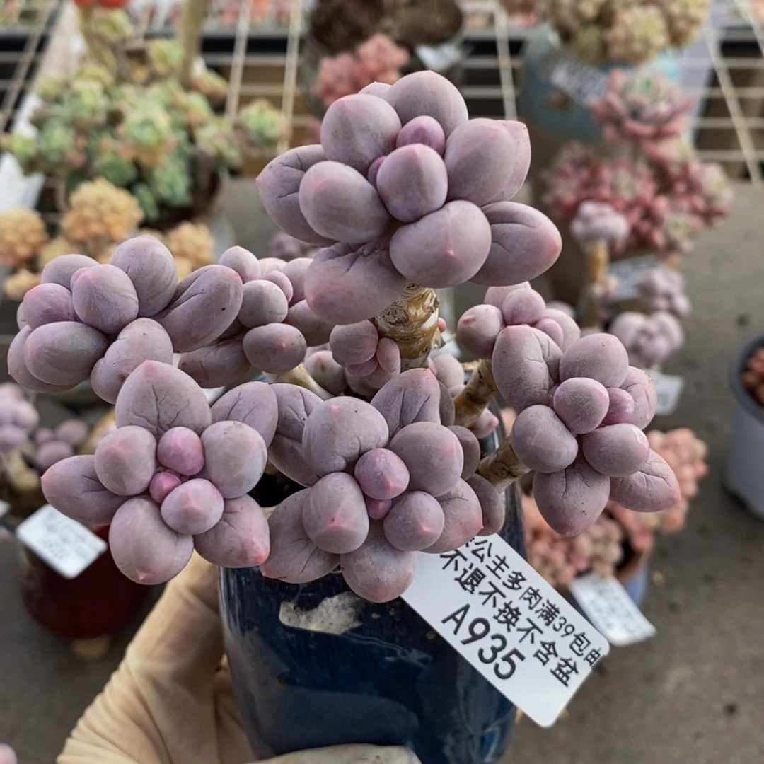 香水手指935/10c m