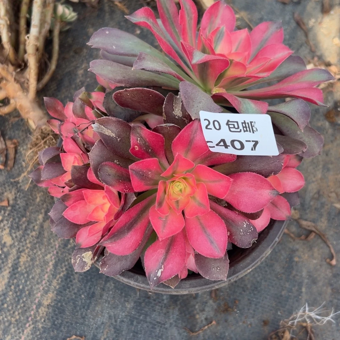 407香妃，满20包邮