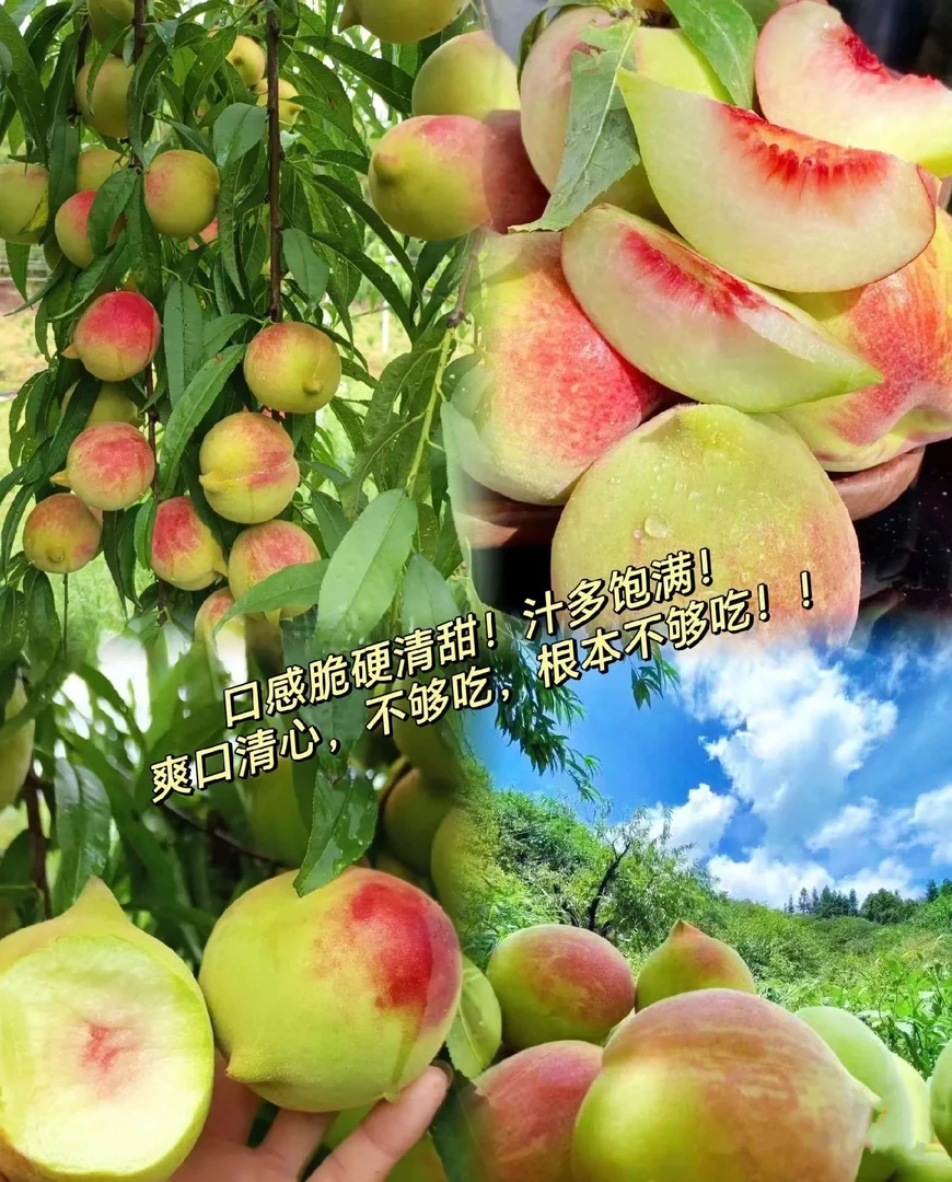 5斤装翁源鹰嘴桃清甜脆嫩新鲜采摘应季水果