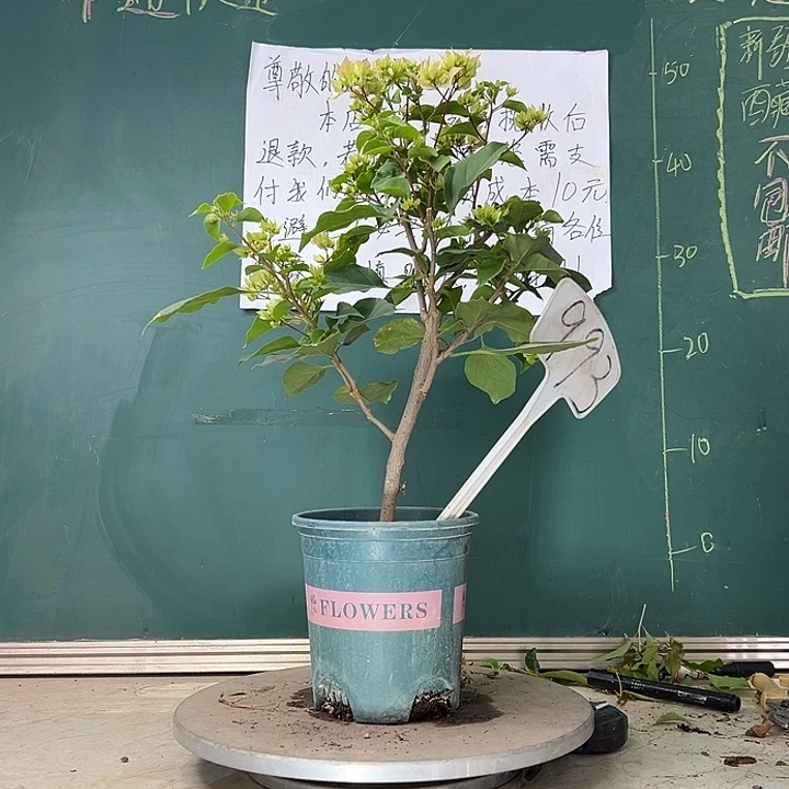 当前无花栽培后可以开花怡锦 993