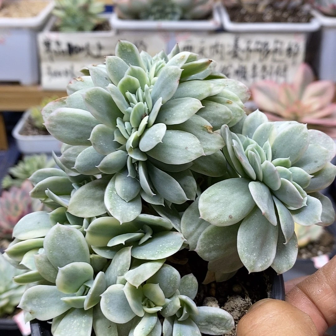 0743 小白龙覆轮锦缀