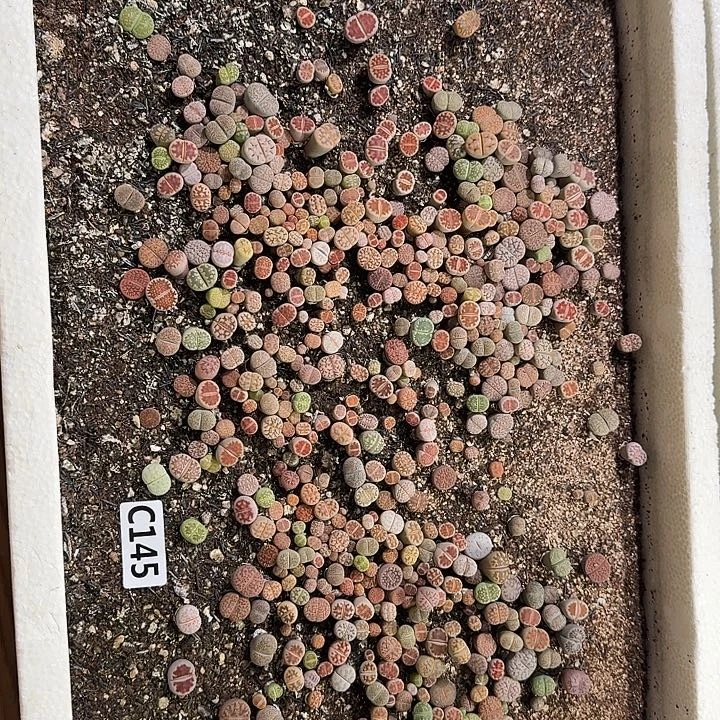 145生石花整框脱土发货不售后