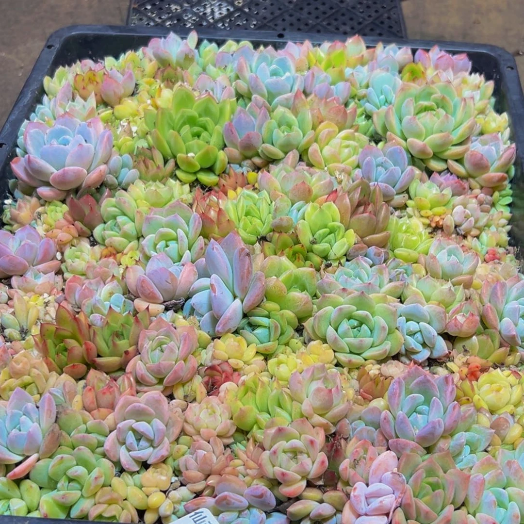 385多肉的小龙虾和一个小龙虾