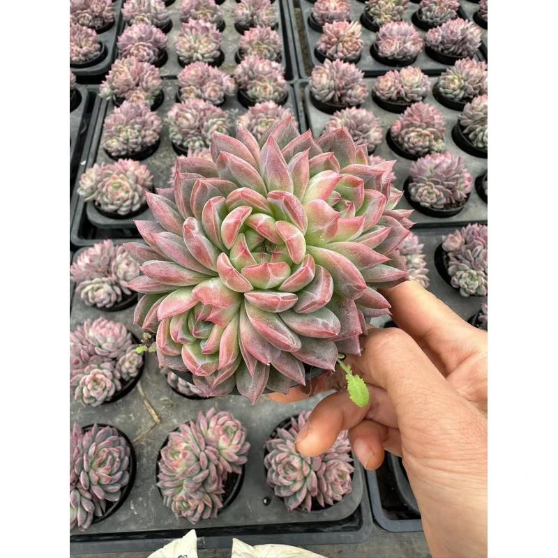 10#红鸾三头起多肉植物     前男友精品多肉 A491