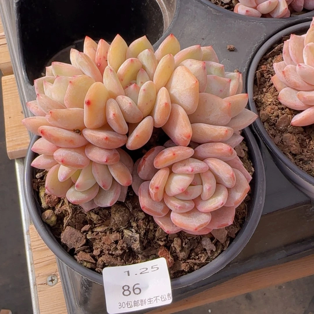 ?****?五头老桩一颗脱土发货