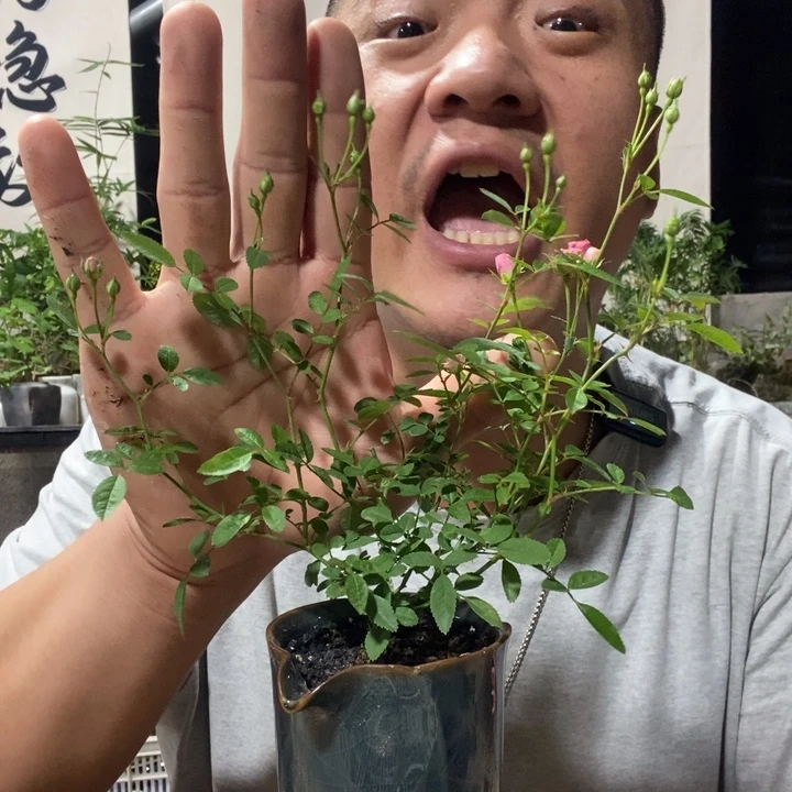 无花朵退款拉黑拉黑149