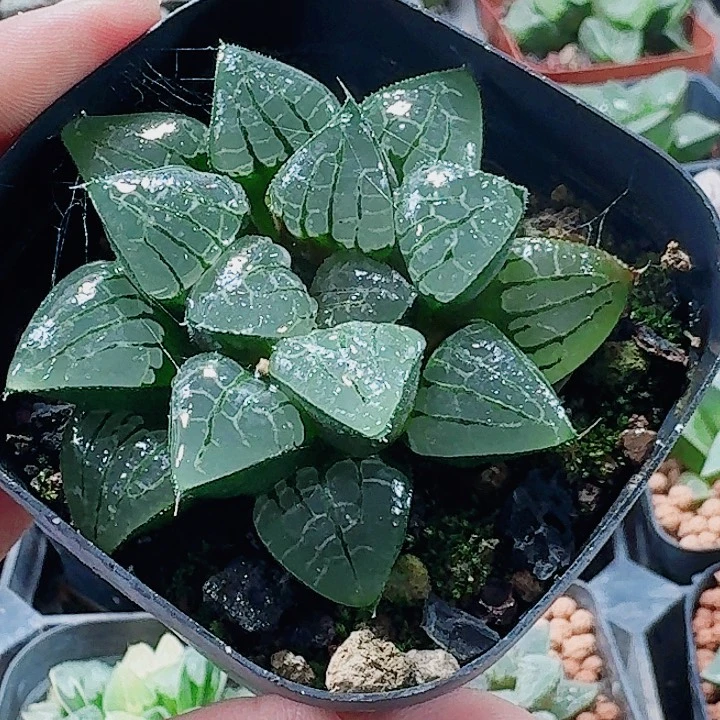 无花朵十二卷 照姬福利