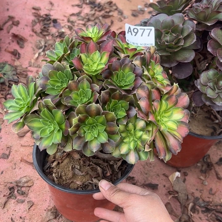 韶华多肉植物977.