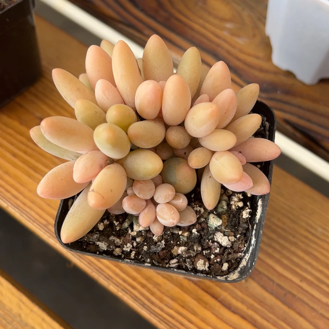 张张精品多肉白兰地