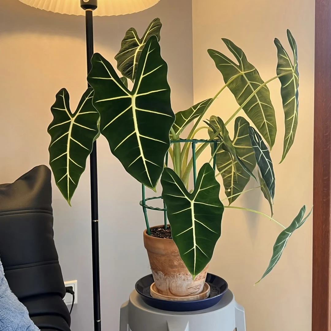 绿天鹅绒海芋净化空气彩叶芋绿植盆栽热植物室轻奢假山绿植摆件